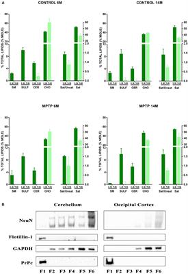 Lipostatic Mechanisms Preserving Cerebellar Lipids in MPTP-Treated Mice: Focus on Membrane Microdomains and Lipid-Related Gene Expression